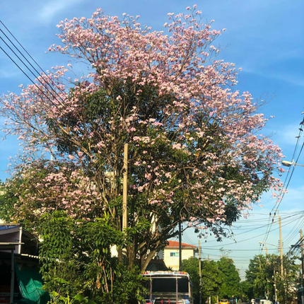 Nasiona Tajskiego Mirtu - Lagerstroemia Floribunda
