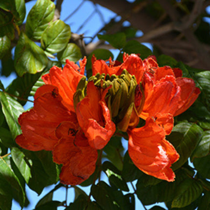 Nasiona Tulipanowca Afrykańskiego - Spathodea Campanulata