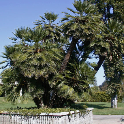 Nasiona Karłatki - Chamaerops Humilis