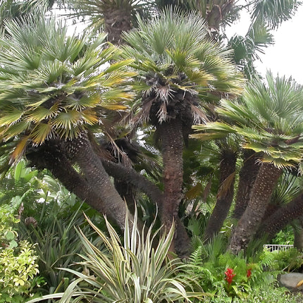 Nasiona Karłatki - Chamaerops Humilis