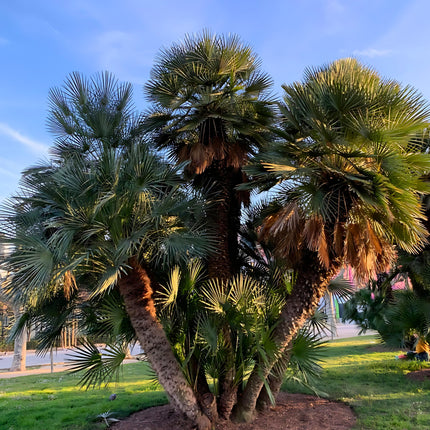 Nasiona Karłatki - Chamaerops Humilis