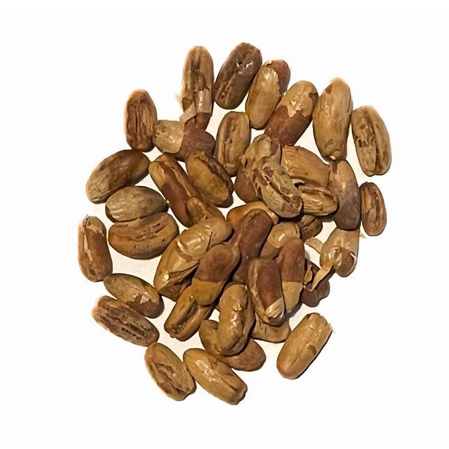 Nasiona Daktylowca Leśnego - Phoenix Sylvestris
