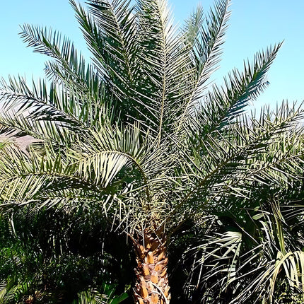 Nasiona Daktylowca Leśnego - Phoenix Sylvestris