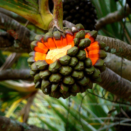 Nasiona Pandana Trwałego - Pandanus Utilis