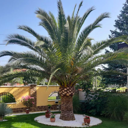 Nasiona Daktylowca Kanaryjskiego - Phoenix Canariensis