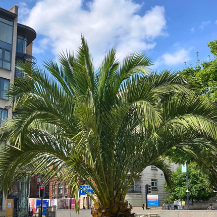 Nasiona Daktylowca Kanaryjskiego - Phoenix Canariensis
