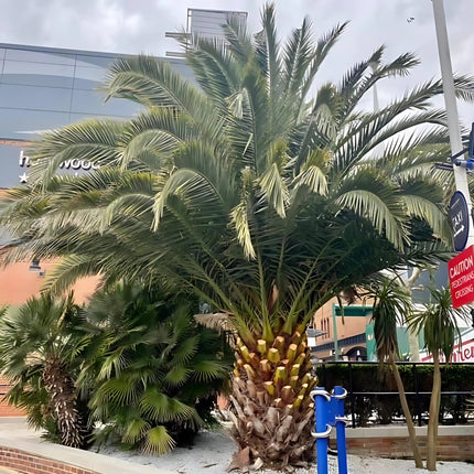 Nasiona Daktylowca Kanaryjskiego - Phoenix Canariensis