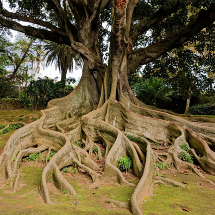 Nasiona Figowca Bengalskiego - Ficus Benghalensis