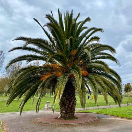 Nasiona Daktylowca Kanaryjskiego - Phoenix Canariensis