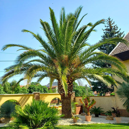 Nasiona Daktylowca Kanaryjskiego - Phoenix Canariensis
