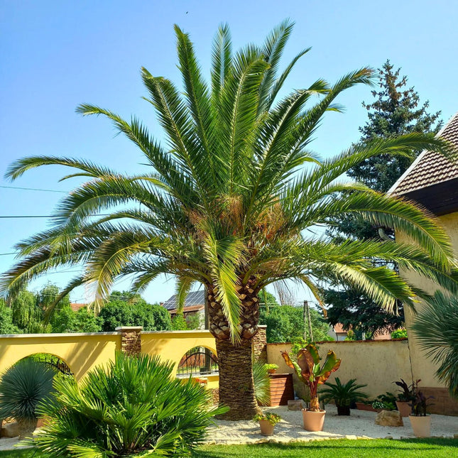 Nasiona Daktylowca Kanaryjskiego - Phoenix Canariensis