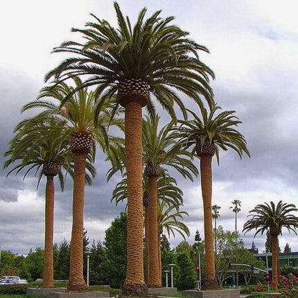 Nasiona Daktylowca Kanaryjskiego - Phoenix Canariensis