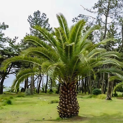 Nasiona Daktylowca Kanaryjskiego - Phoenix Canariensis