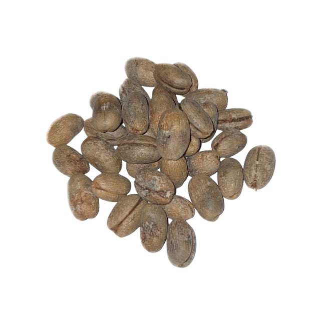 Nasiona Daktylowca Kanaryjskiego - Phoenix Canariensis
