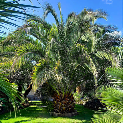 Nasiona Daktylowca Kanaryjskiego - Phoenix Canariensis