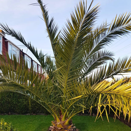 Nasiona Daktylowca Kanaryjskiego - Phoenix Canariensis