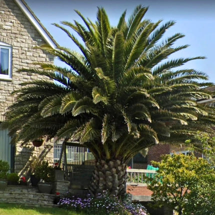 Nasiona Daktylowca Kanaryjskiego - Phoenix Canariensis