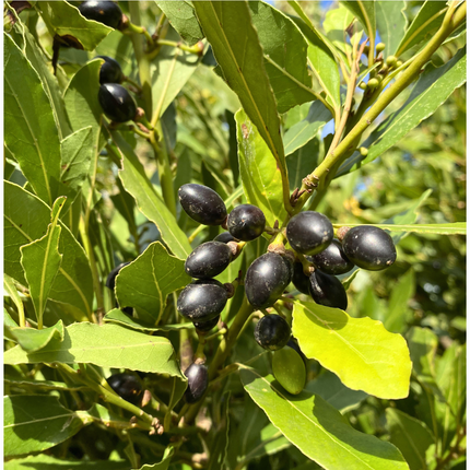Nasiona Liścia Laurowego – Laurus Nobilis