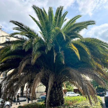 Nasiona Daktylowca Kanaryjskiego - Phoenix Canariensis