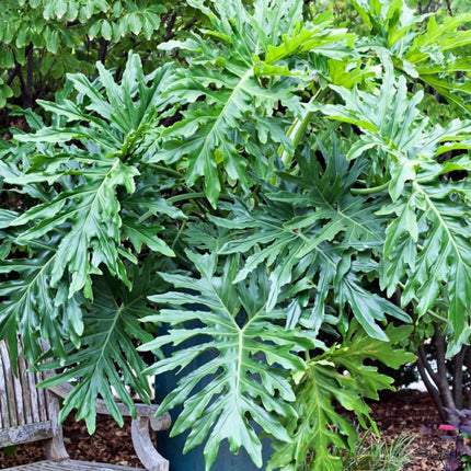 Nasiona Filodendronu Selloum - Philodendron Bipinnatifidum