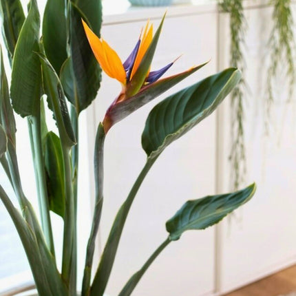 Nasiona Strelicji Królewskiej - Strelitzia Reginae