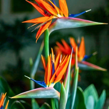 Nasiona Strelicji Królewskiej - Strelitzia Reginae