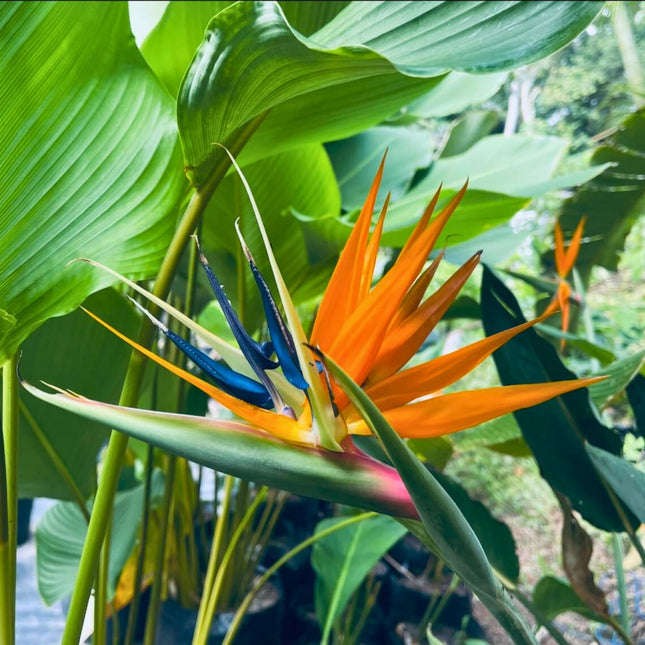Nasiona Strelicji Królewskiej - Strelitzia Reginae