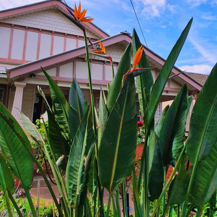 Nasiona Strelicji Królewskiej - Strelitzia Reginae