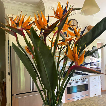 Nasiona Strelicji Królewskiej - Strelitzia Reginae