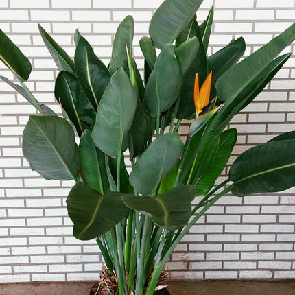Nasiona Strelicji Królewskiej - Strelitzia Reginae