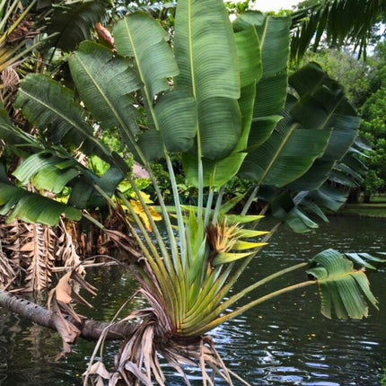 Nasiona Pielgrzana Madagaskarskiego - Ravenala Madagascariensis