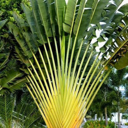 Nasiona Pielgrzana Madagaskarskiego - Ravenala Madagascariensis
