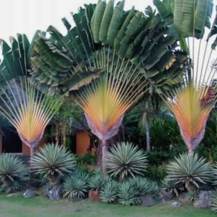 Nasiona Pielgrzana Madagaskarskiego - Ravenala Madagascariensis