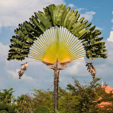 Nasiona Pielgrzana Madagaskarskiego - Ravenala Madagascariensis
