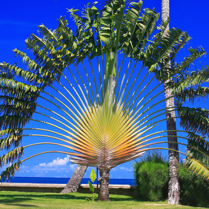 Nasiona Pielgrzana Madagaskarskiego - Ravenala Madagascariensis