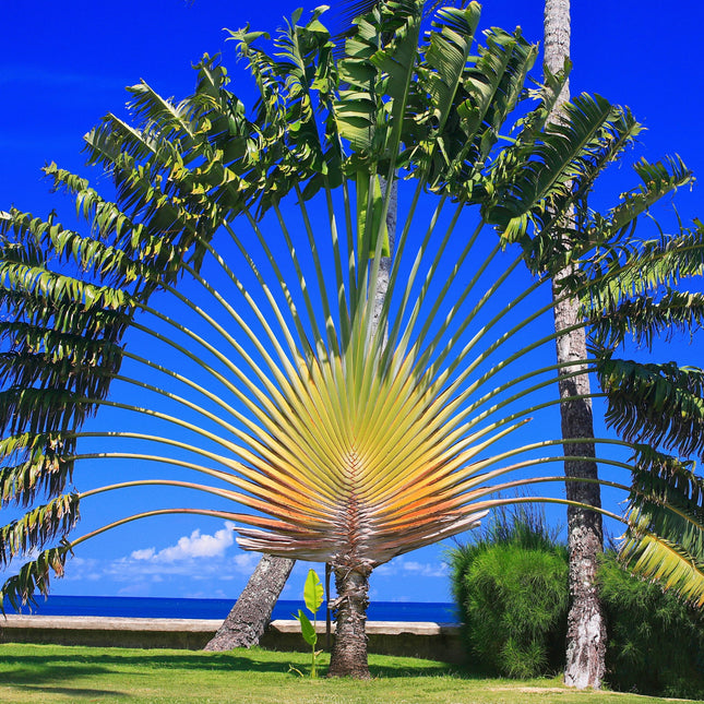 Nasiona Pielgrzana Madagaskarskiego - Ravenala Madagascariensis