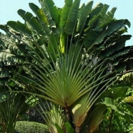 Nasiona Pielgrzana Madagaskarskiego - Ravenala Madagascariensis