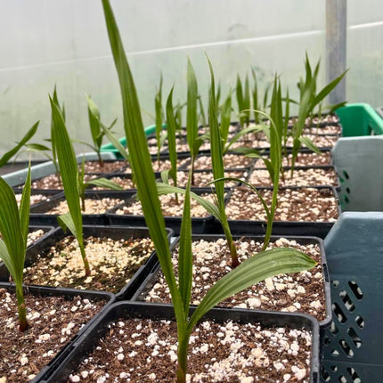 Nasiona Palmy Meksykańskiej - Washingtonia Robusta