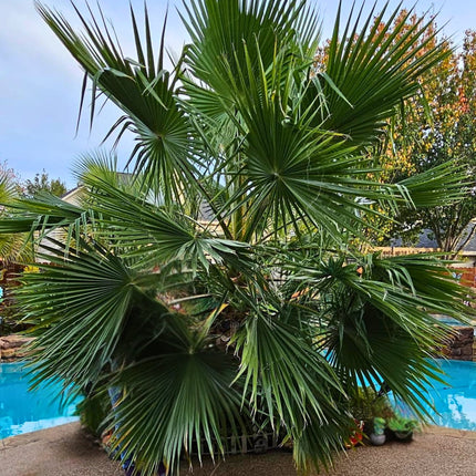 Nasiona Palmy Meksykańskiej - Washingtonia Robusta