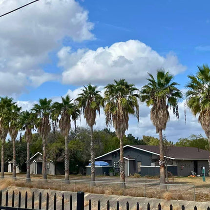 Nasiona Palmy Meksykańskiej - Washingtonia Robusta