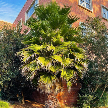 Nasiona Palmy Meksykańskiej - Washingtonia Robusta