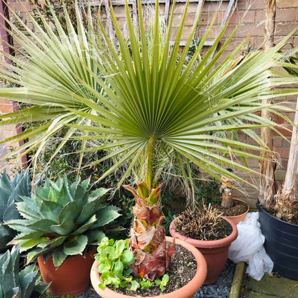 Nasiona Palmy Meksykańskiej - Washingtonia Robusta