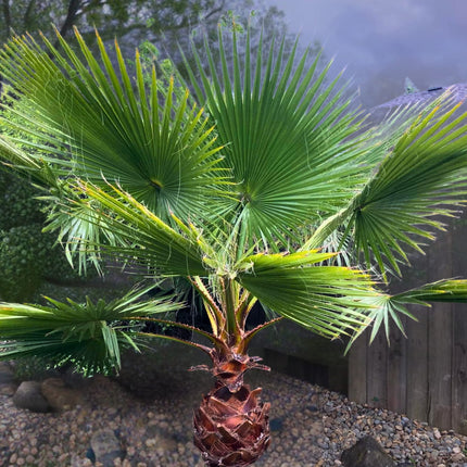 Nasiona Palmy Meksykańskiej - Washingtonia Robusta