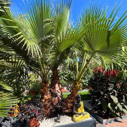 Nasiona Palmy Meksykańskiej - Washingtonia Robusta