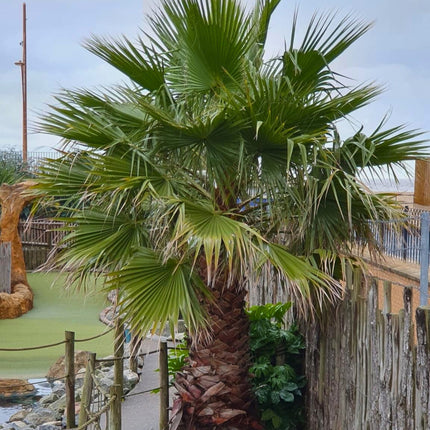 Nasiona Palmy Meksykańskiej - Washingtonia Robusta