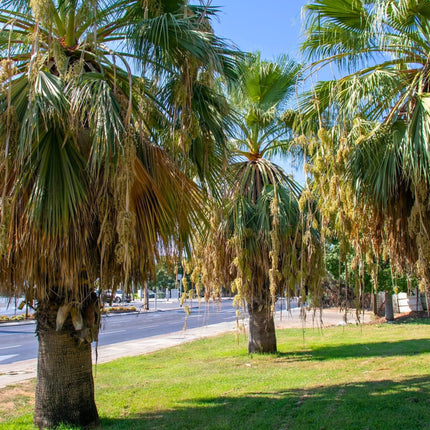 Nasiona Palmy Meksykańskiej - Washingtonia Robusta