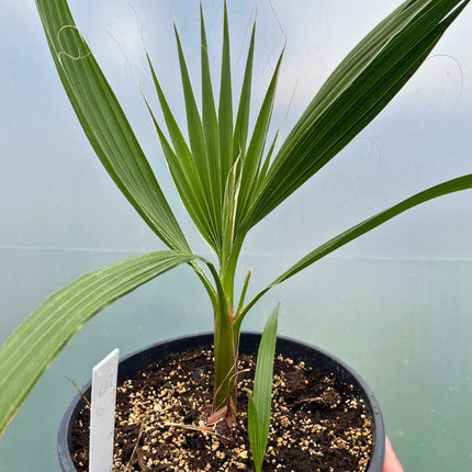Nasiona Palmy Meksykańskiej - Washingtonia Robusta