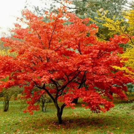 Nasiona Klonu Ginnala - Acer Ginnala