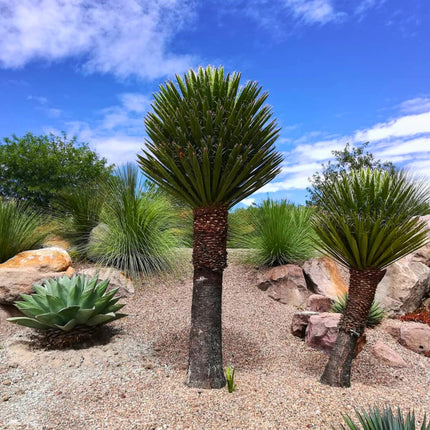 Nasiona Juki Carnerosana - Yucca Carnerosana