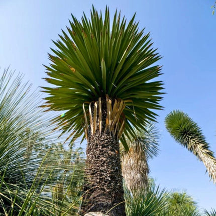 Nasiona Juki Carnerosana - Yucca Carnerosana